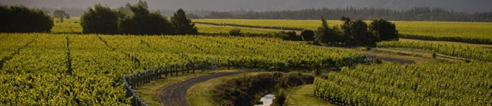 Conders Bend Viticulture Development - Marlborough